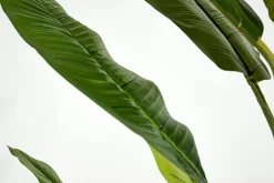 Décoration^Flamant Bananier, Plante