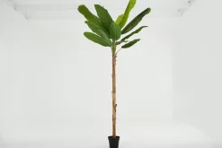 Décoration^Flamant Bananier, Plante