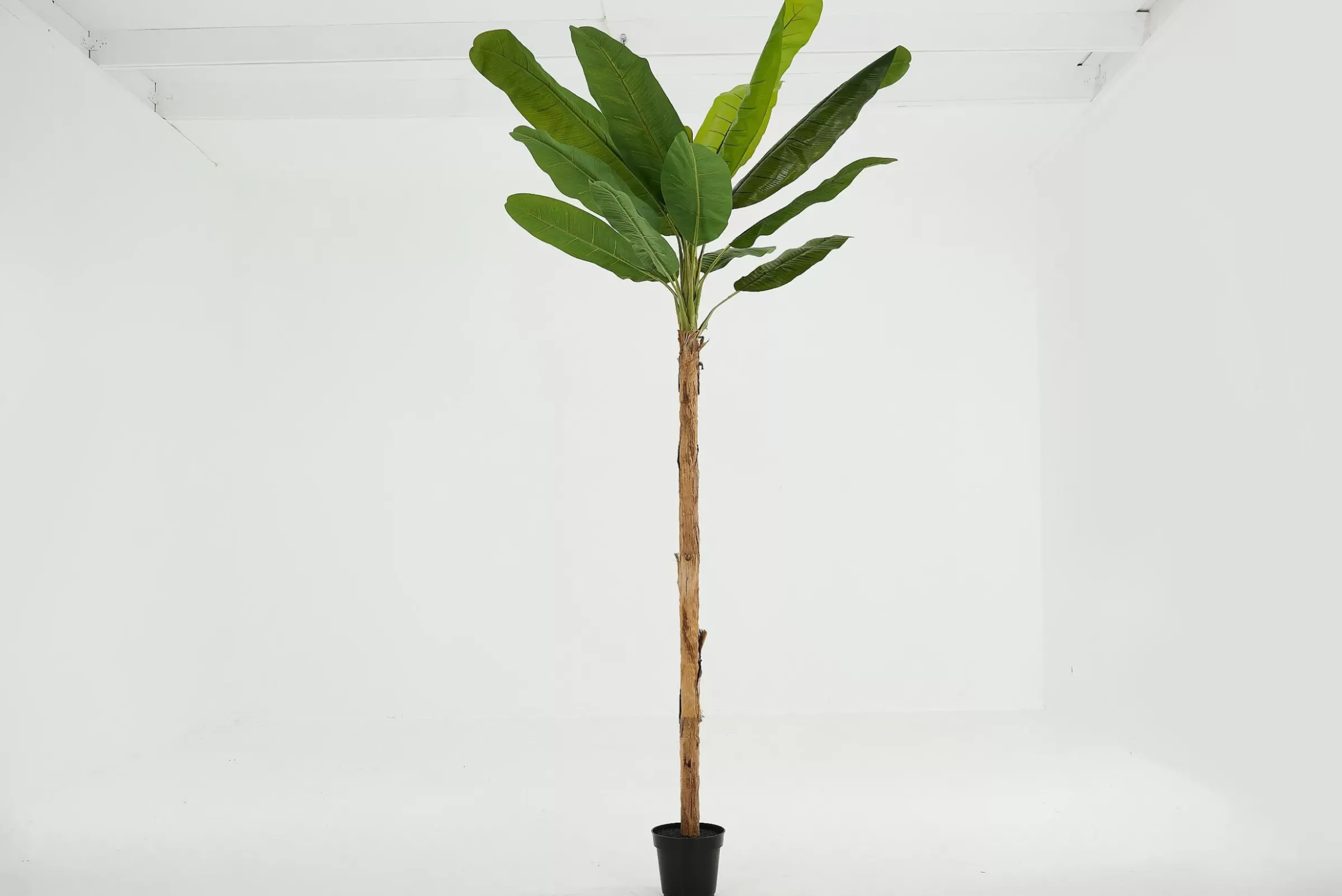 Décoration^Flamant Bananier, Plante
