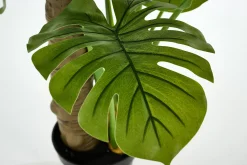 Fete Des Meres^Flamant Plante Monstera, Plante